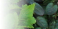 Osiva bylinek