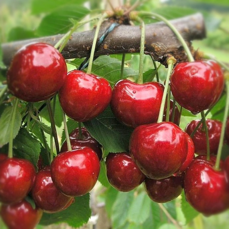 Třešně