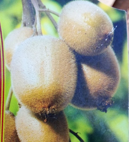 Kiwi 