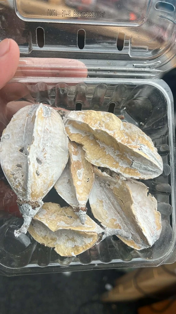 Dekorační sušený materiál