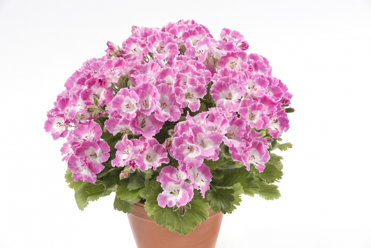 Muškát vzpřímený Bermuda Rose