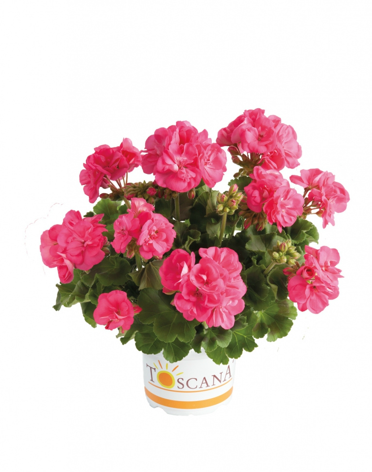 Muškát vzpřímený Rose Pink
