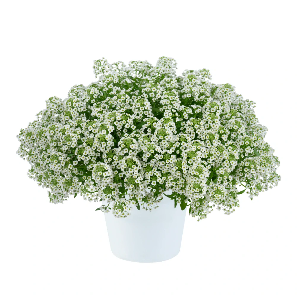 Tařicovka přímořská Compact white 