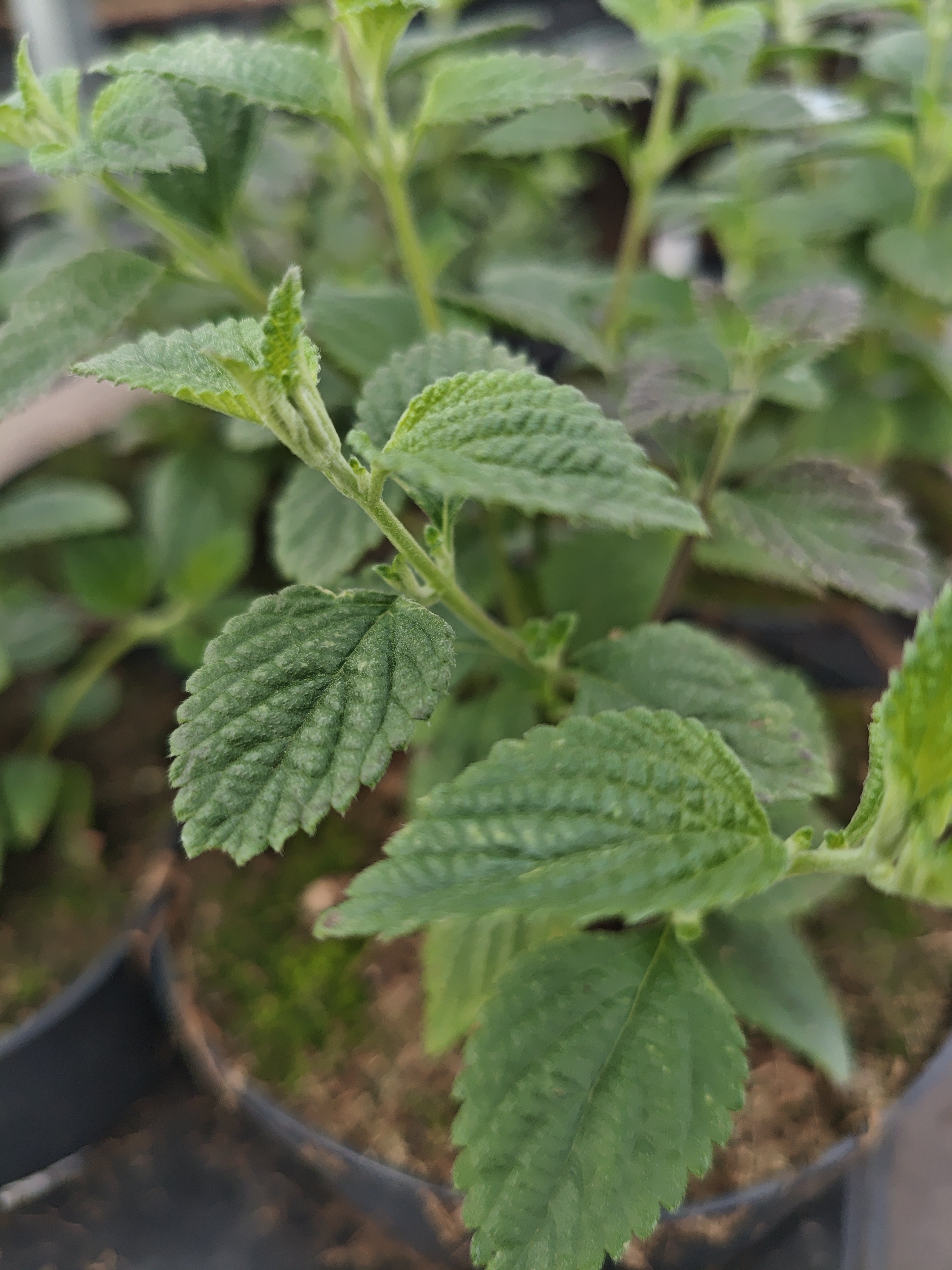 Lantana měňavá 