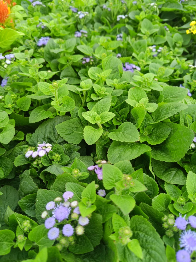 ageratum Nestařec americký