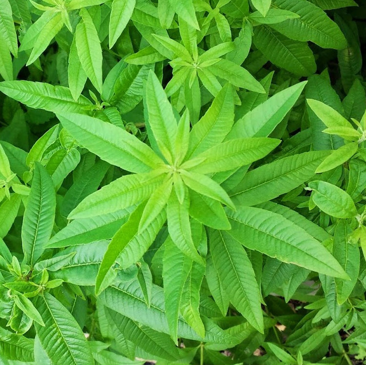 Aloisie citronová, citronová  verbena