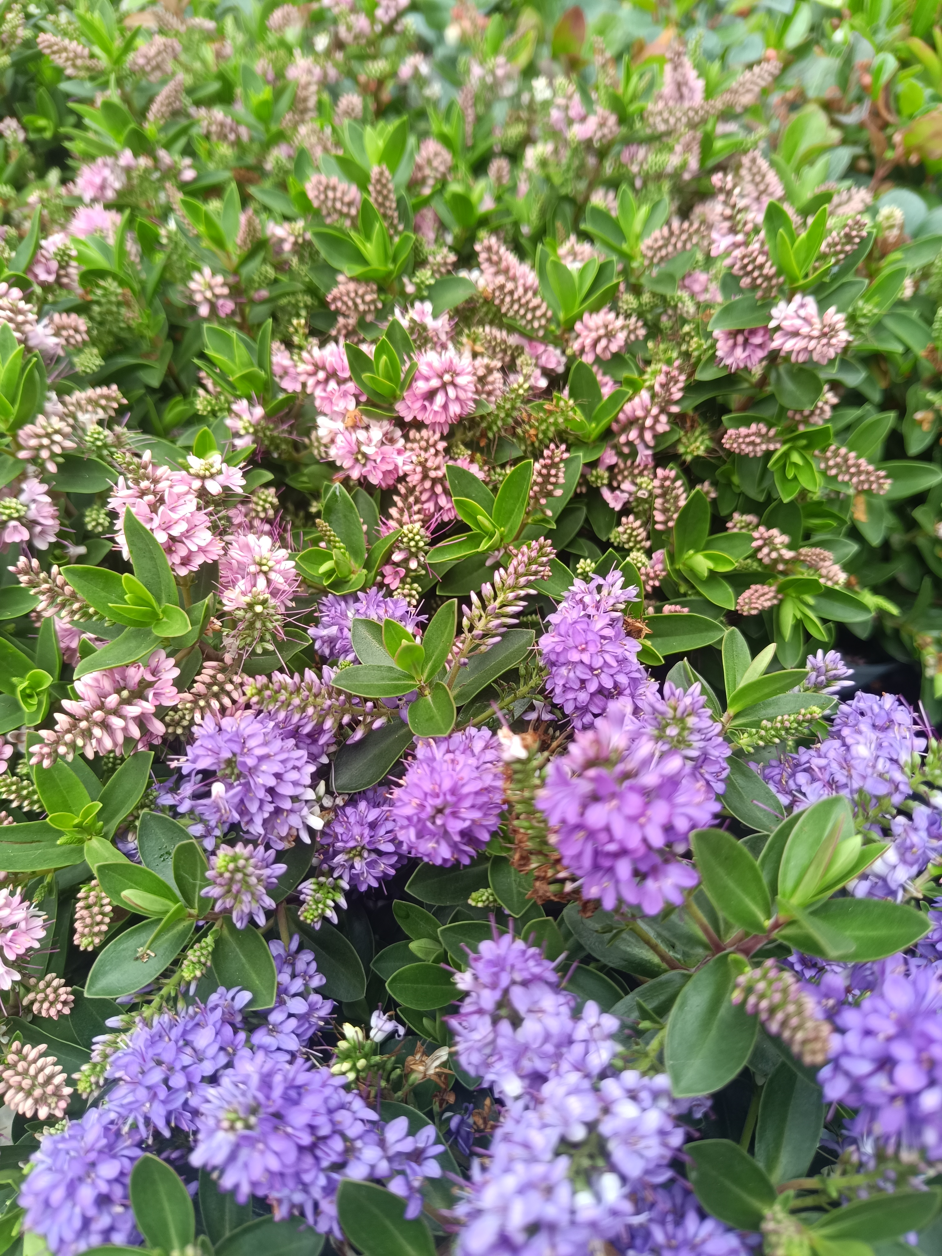 Hebe All Blooms mix