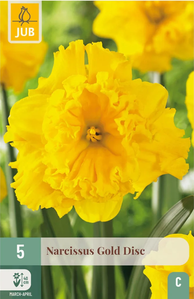 Narcis Gold Disc (5 cibulí ) "C"