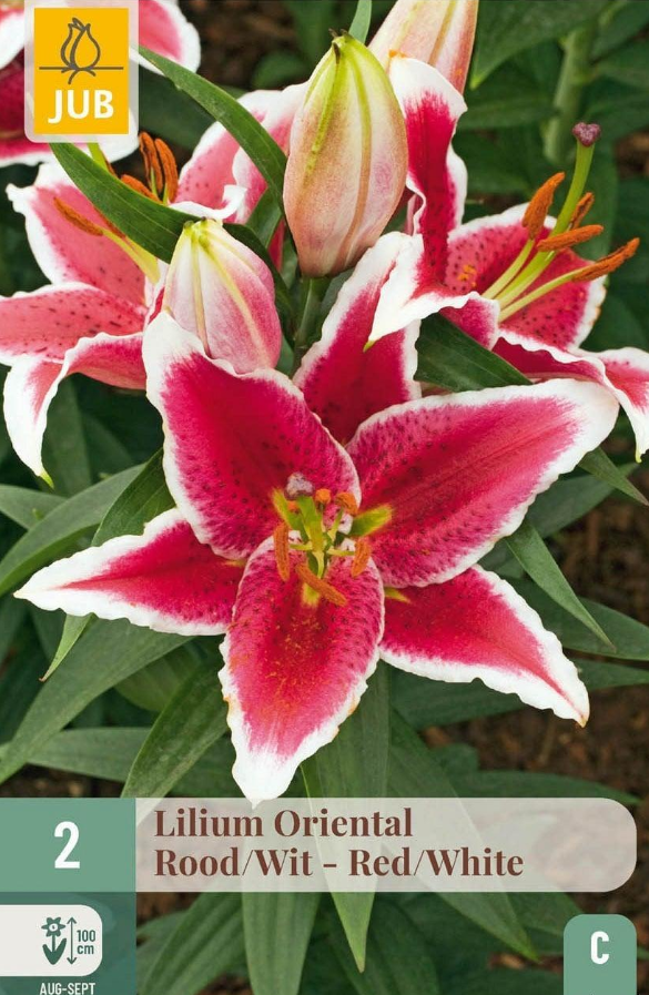 Lilie Oriental red/white (2 cibule) "C"