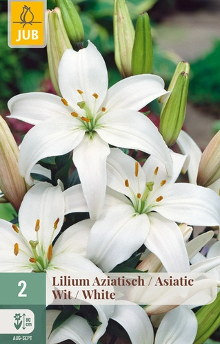Lilie Asiatic white (2 cibule) "C" 