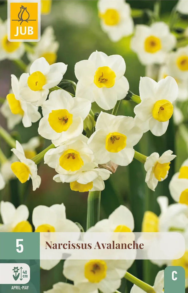 Narcis Avalanche (5 cibulí) "C"