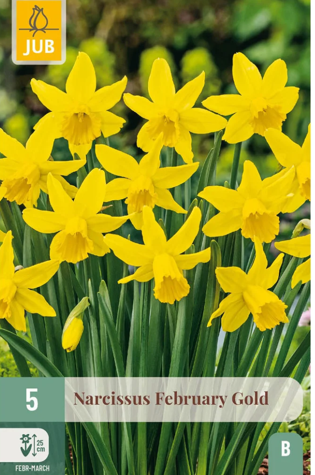 Narcis February gold (5 cibulí) "B+"