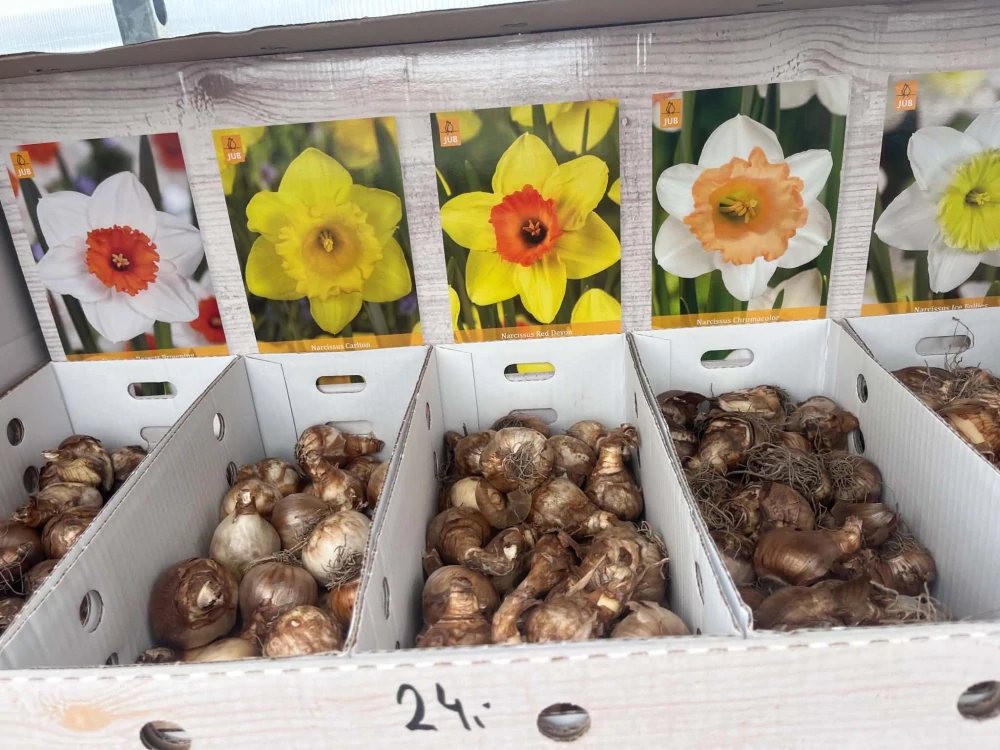 Box - Narcis 