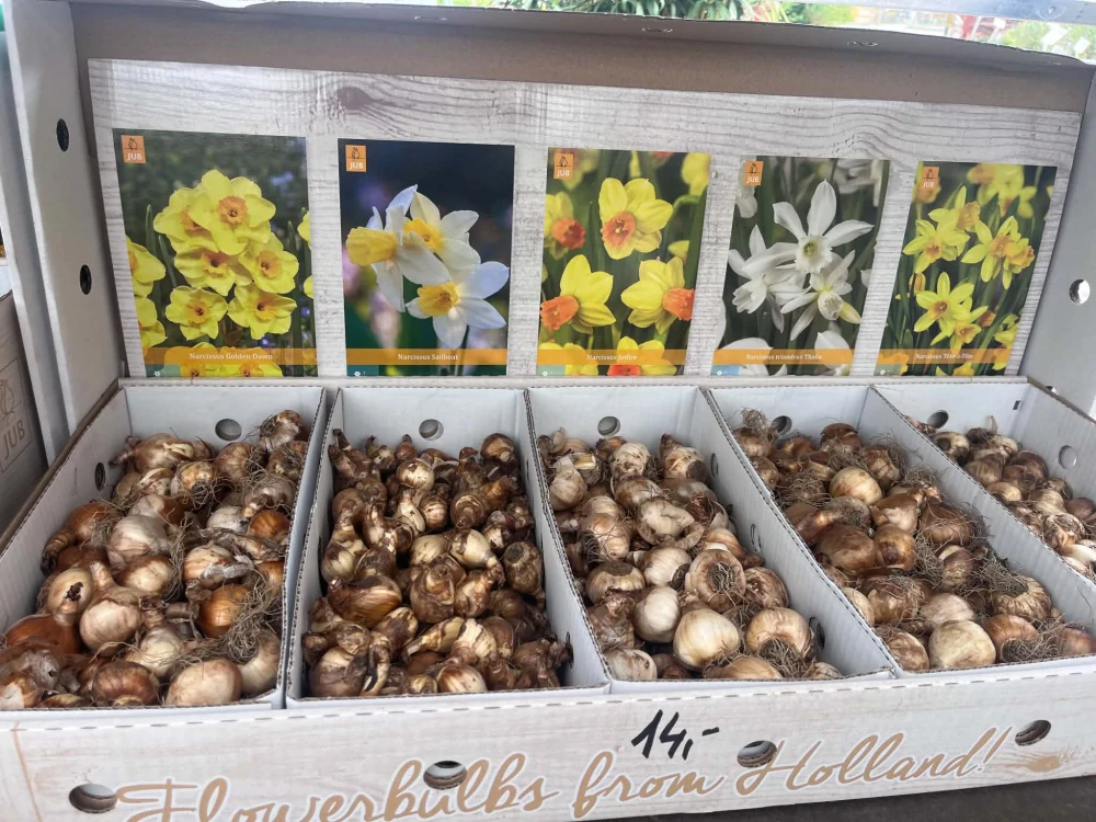 Box - Narcis Botanical
