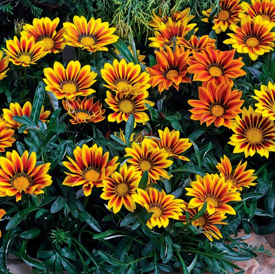 Gazánie zářivá LOVE Flame Mixed