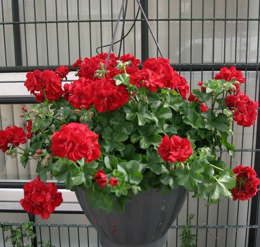 Muškát převislý Maremma Dark Red