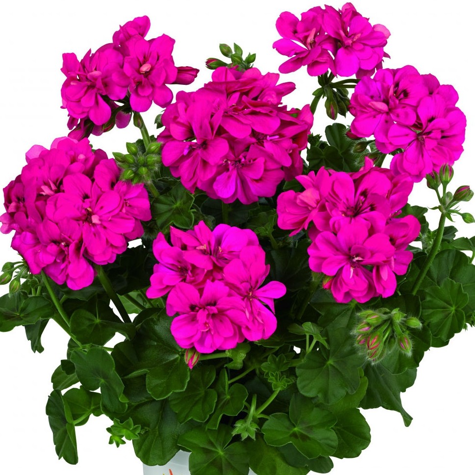 Muškát převislý Maremma Hot Pink