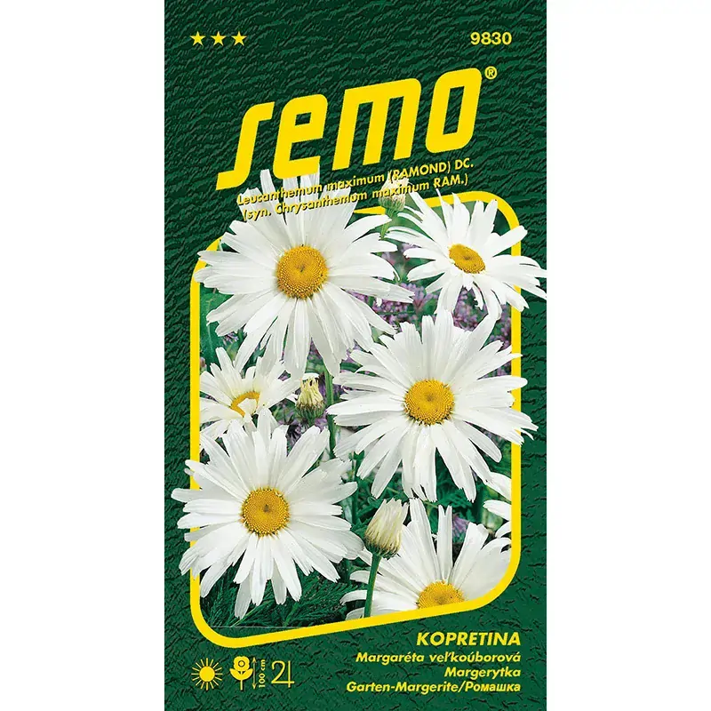 Kopretina bílá Shasta Daisy - osivo 