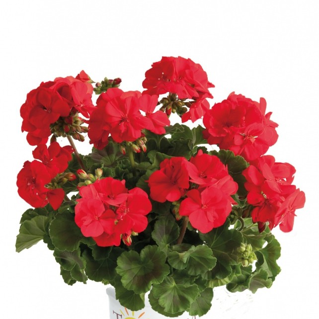 Muškát vzpřímený Chianti Red Senna