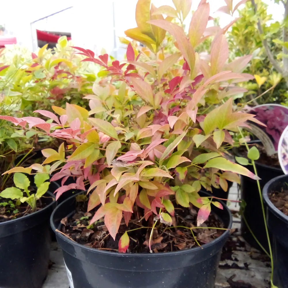 Nandina domácí