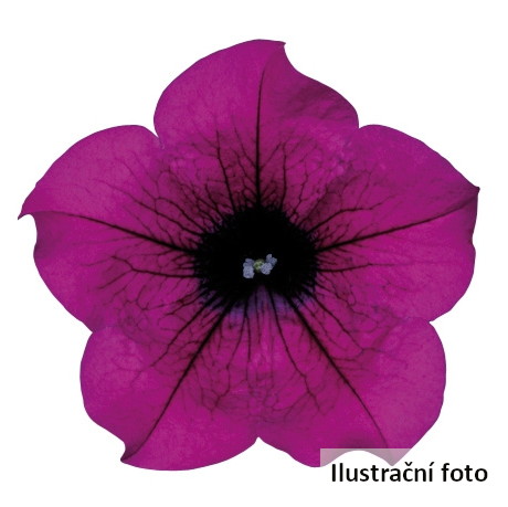Surfinie Purple