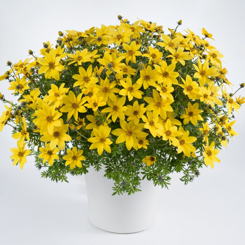 Bidens Mega Charms