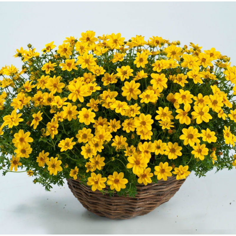 Bidens Yellow Sunshine