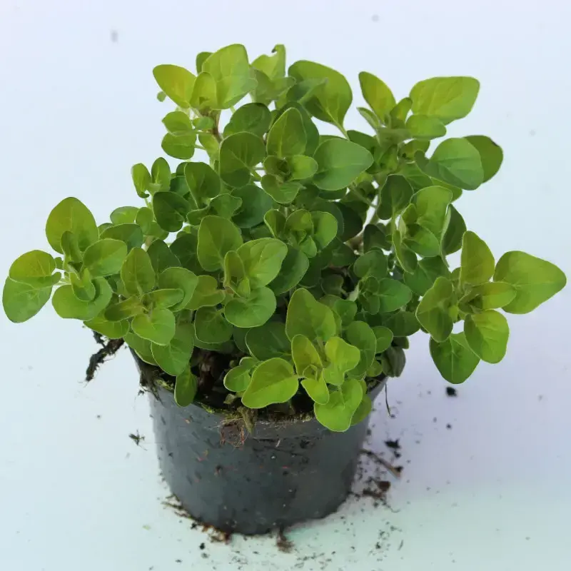 Oregano Gold - Dobromysl