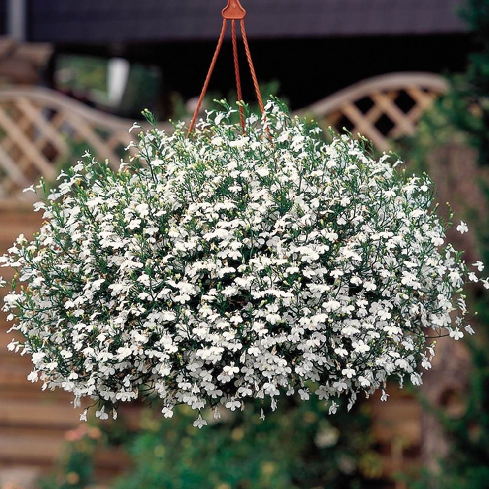 Lobelka HotPot White