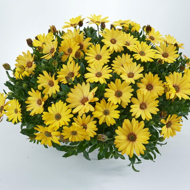 Paprskovka Ostica Yellow