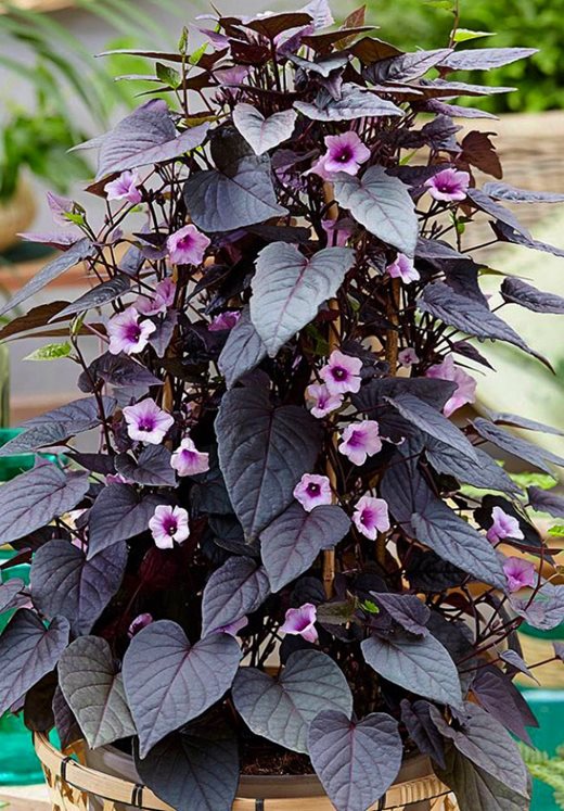 Povíjnice Sunpuma Purple