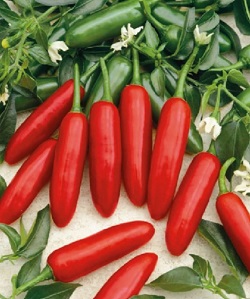 Paprika chilli Atzeco