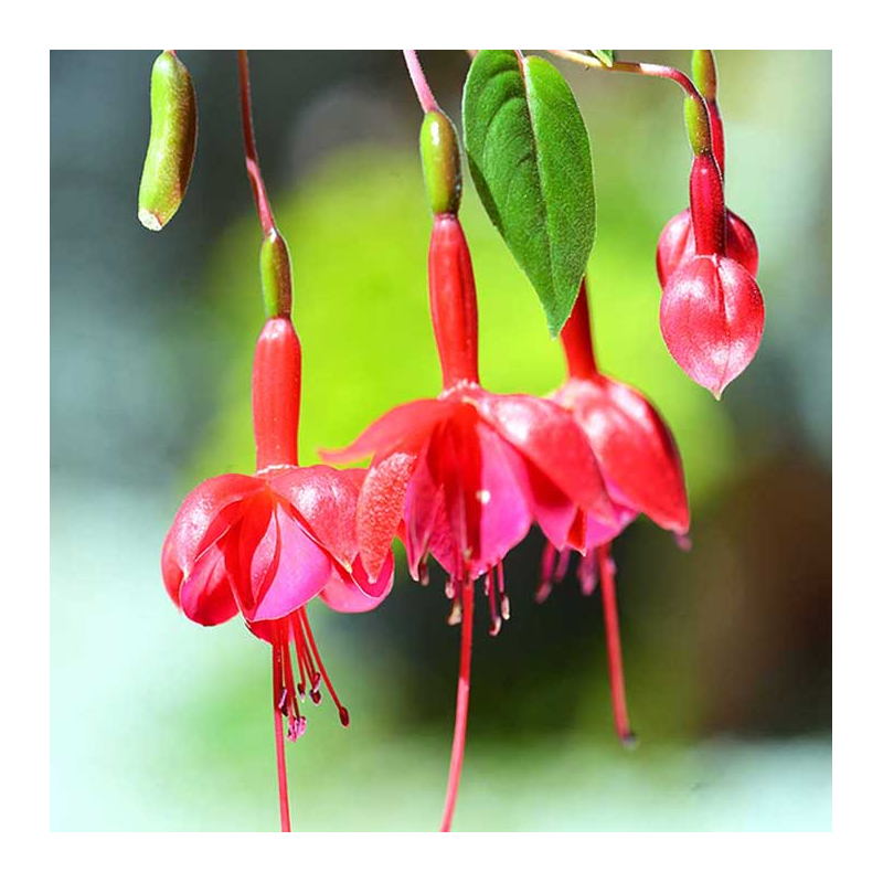 Fuchsia Marinka