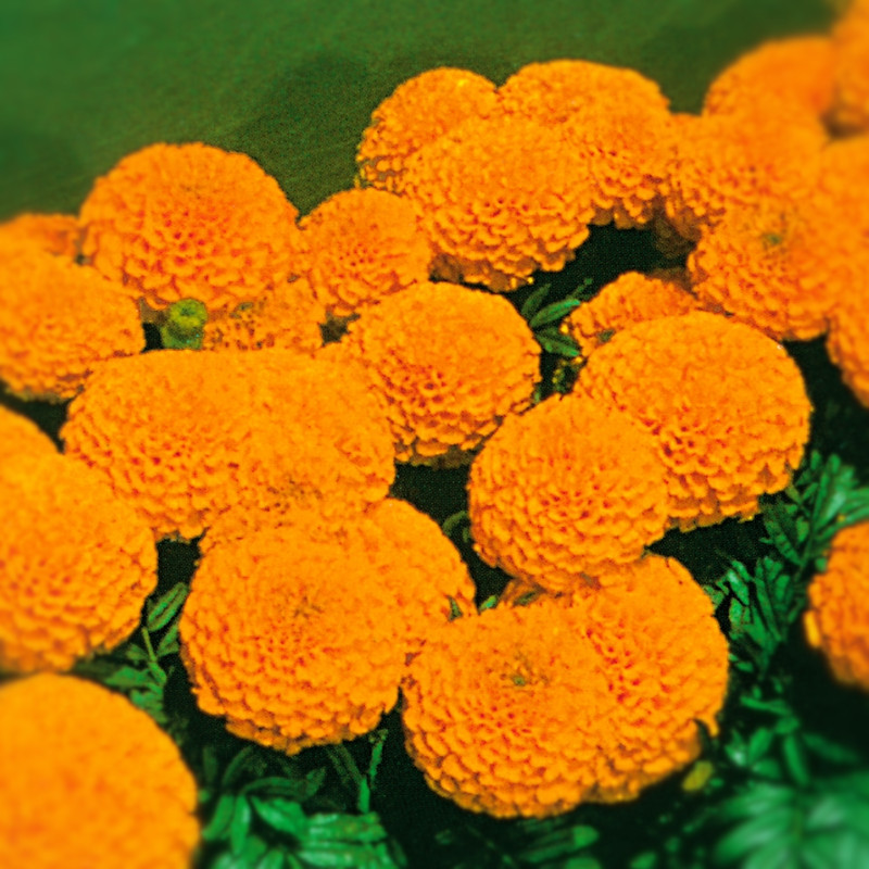 Aksamitnik vzpřímený Nepal Orange
