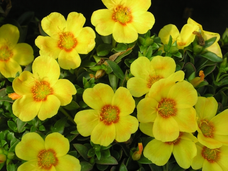 Šrucha  YELLOW