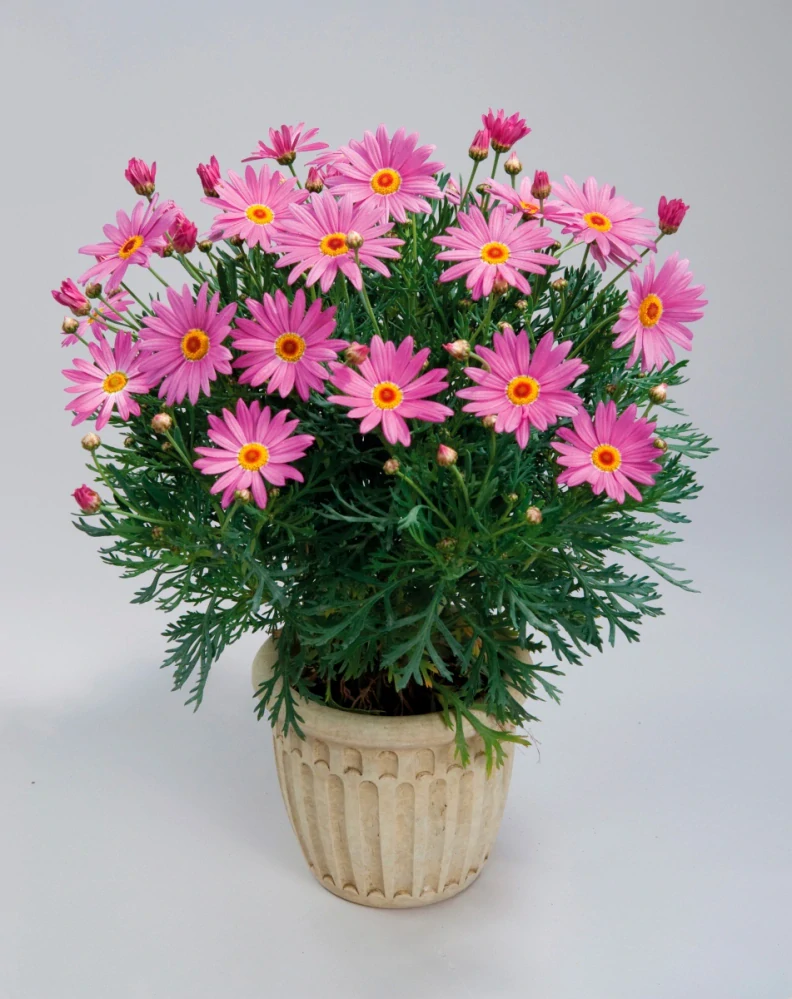 Kopretina pařížská - Giant pink 