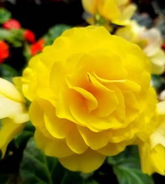 Begónie stálokvětá Hailey Yellow 