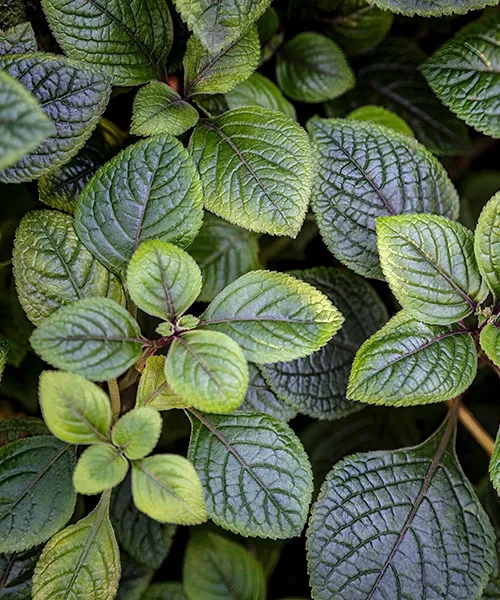 Plectranthus - Molice Dark