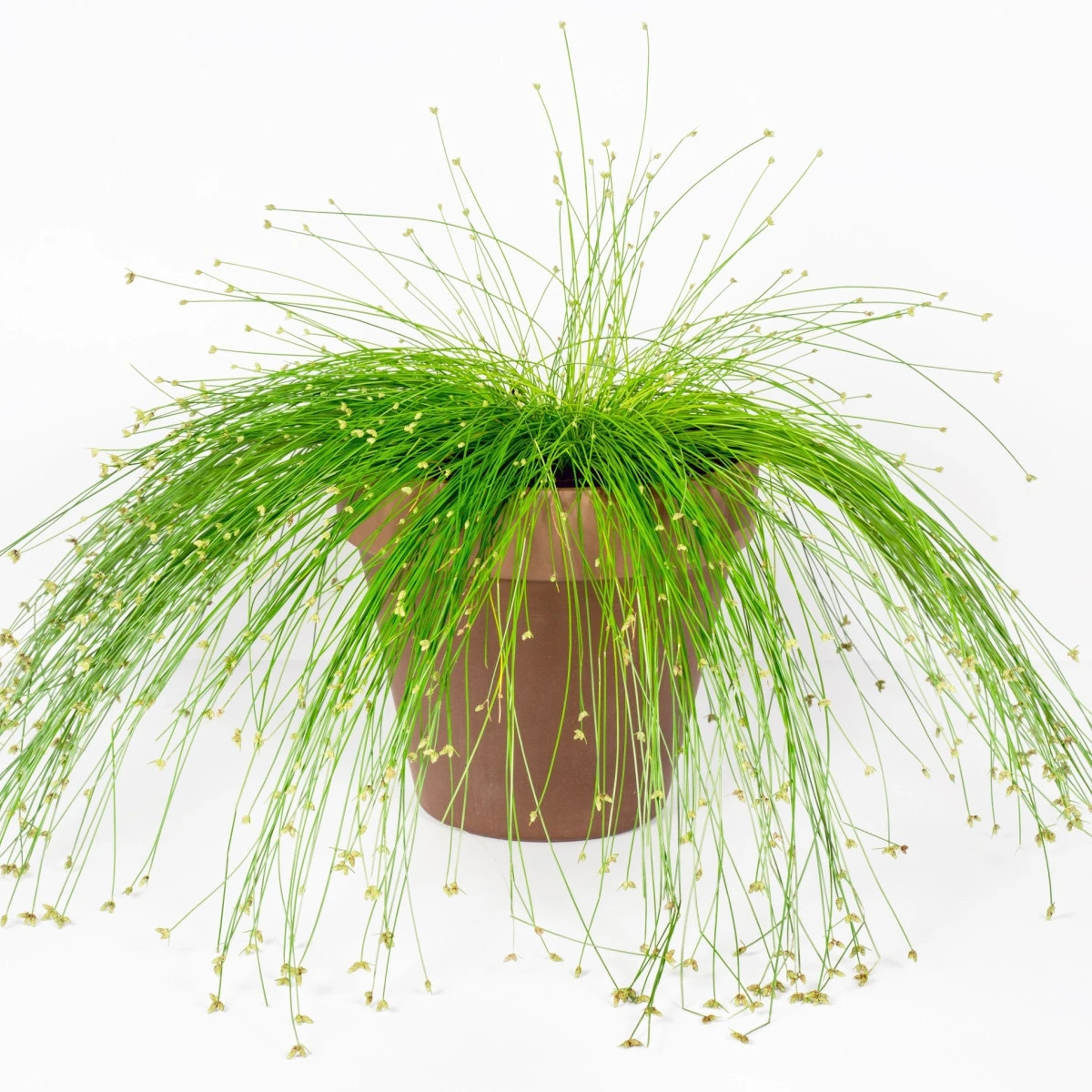 ISOLEPIS - Bezostenka svěšená 