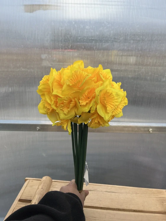 Umělá květina - Narcis žlutý 38cm
