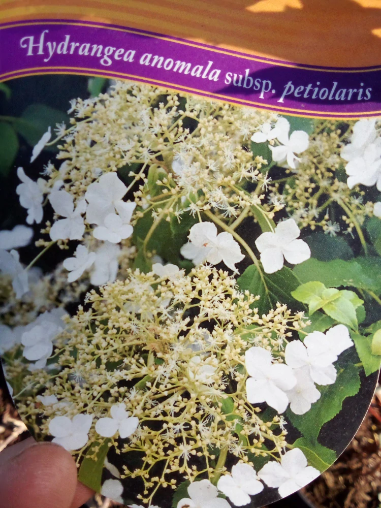 Hortenzie popínavá - řapíkatá 