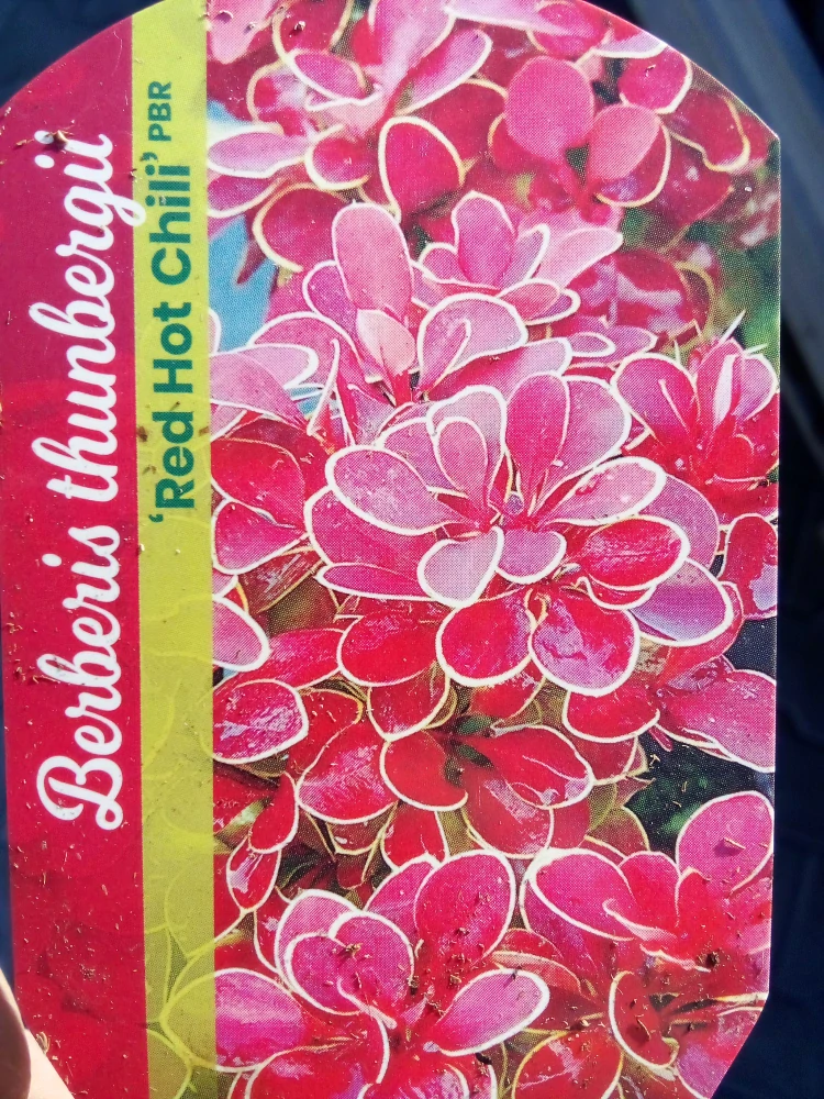 Berberis - Dřišťál Thunbergův Red Hot Chili