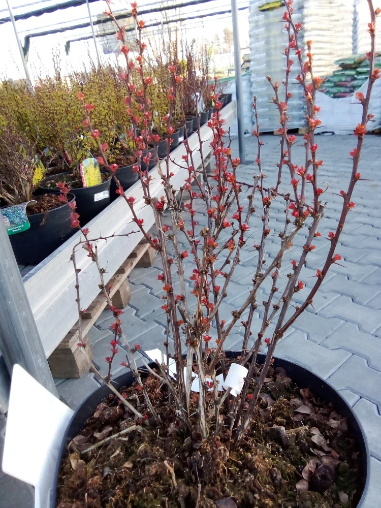 Berberis - Dřišťál Thunbergův Volcano
