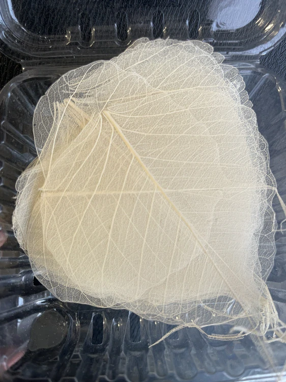 Dekorační listy 10cm béžové 