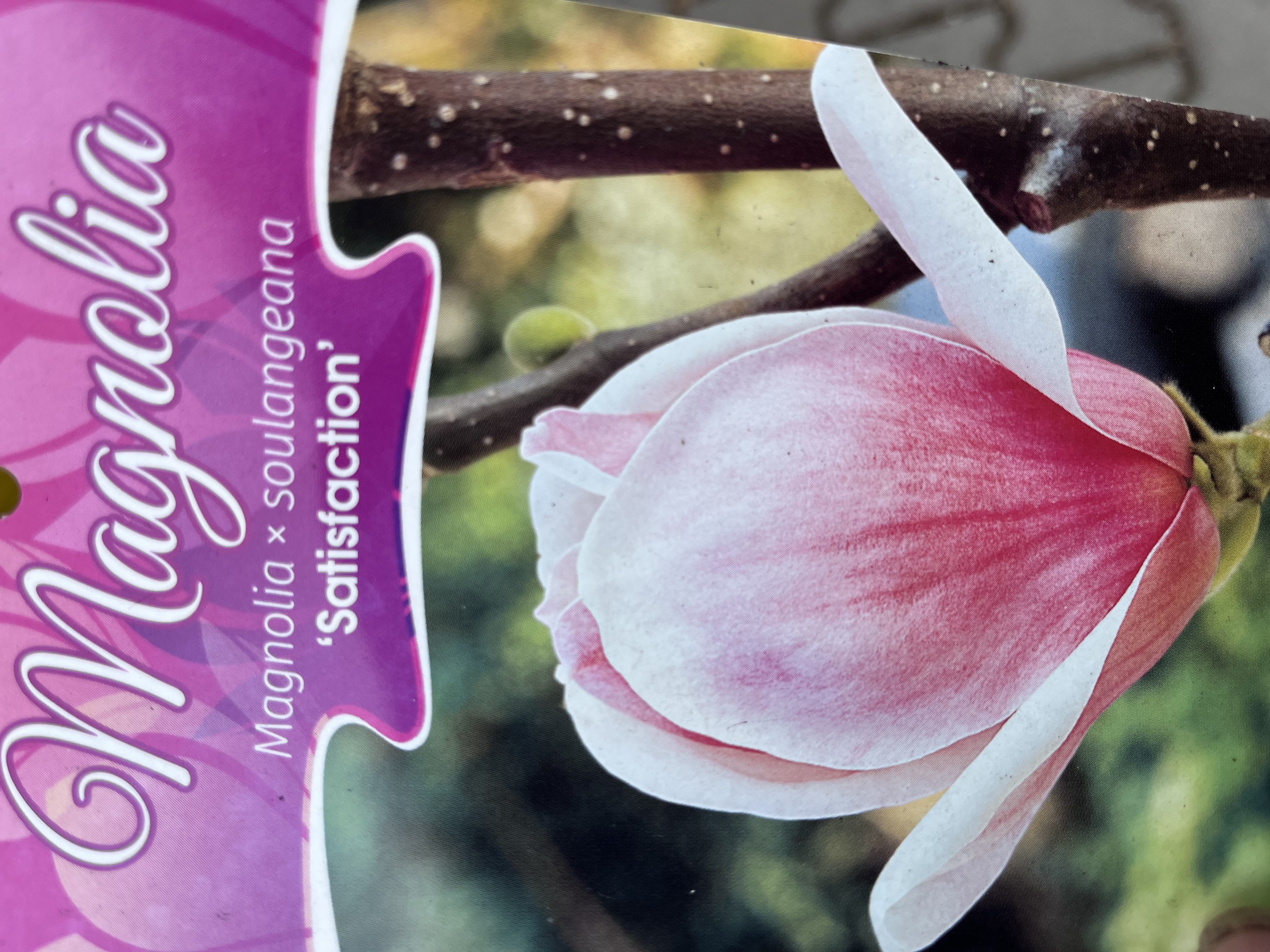 Magnolie Soulangeů 