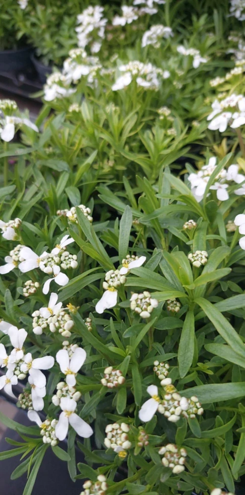 Iberka vždyzelená 