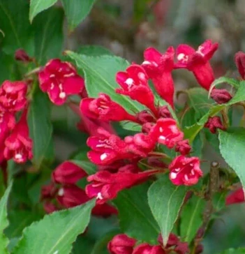  Weigela florida ‘Red Prince’ 
