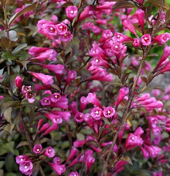  Weigela florida ‘Victoria’
