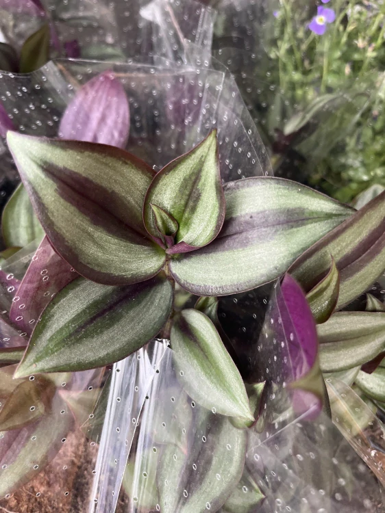Tradescantia blue