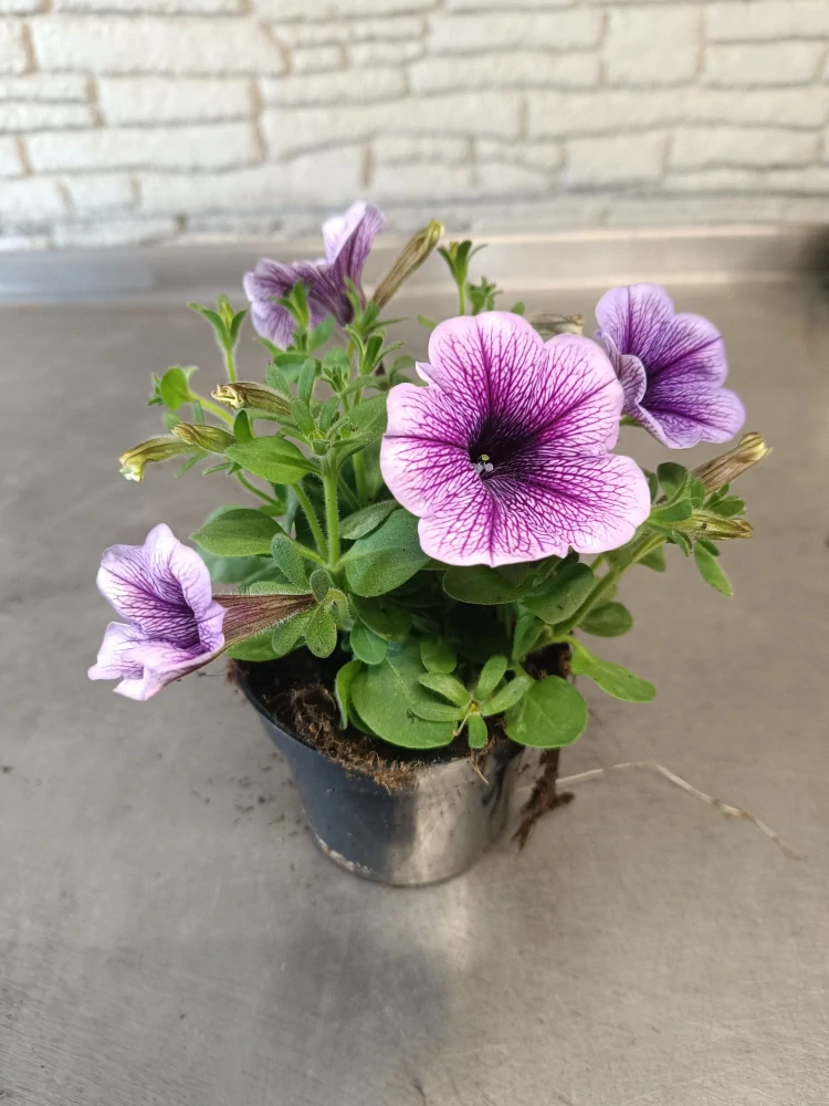 surfinie purple vein
